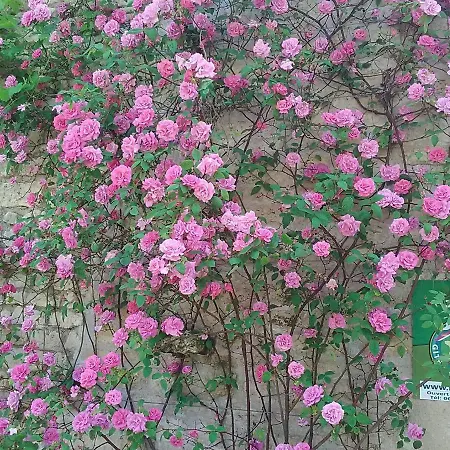 Charmante Maison Xviiieme Renovee Avec Piscine Et Terrasse, Proche Riviere Et Pistes Cyclables - Fr-1-426-99 * Фонтене-ле-Комт